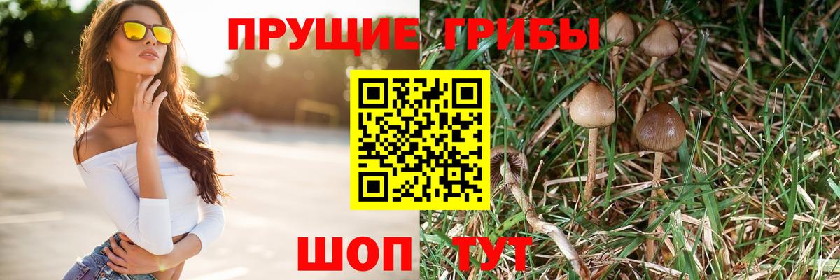 Псилоцибиновые грибы Psilocybe Дедовск